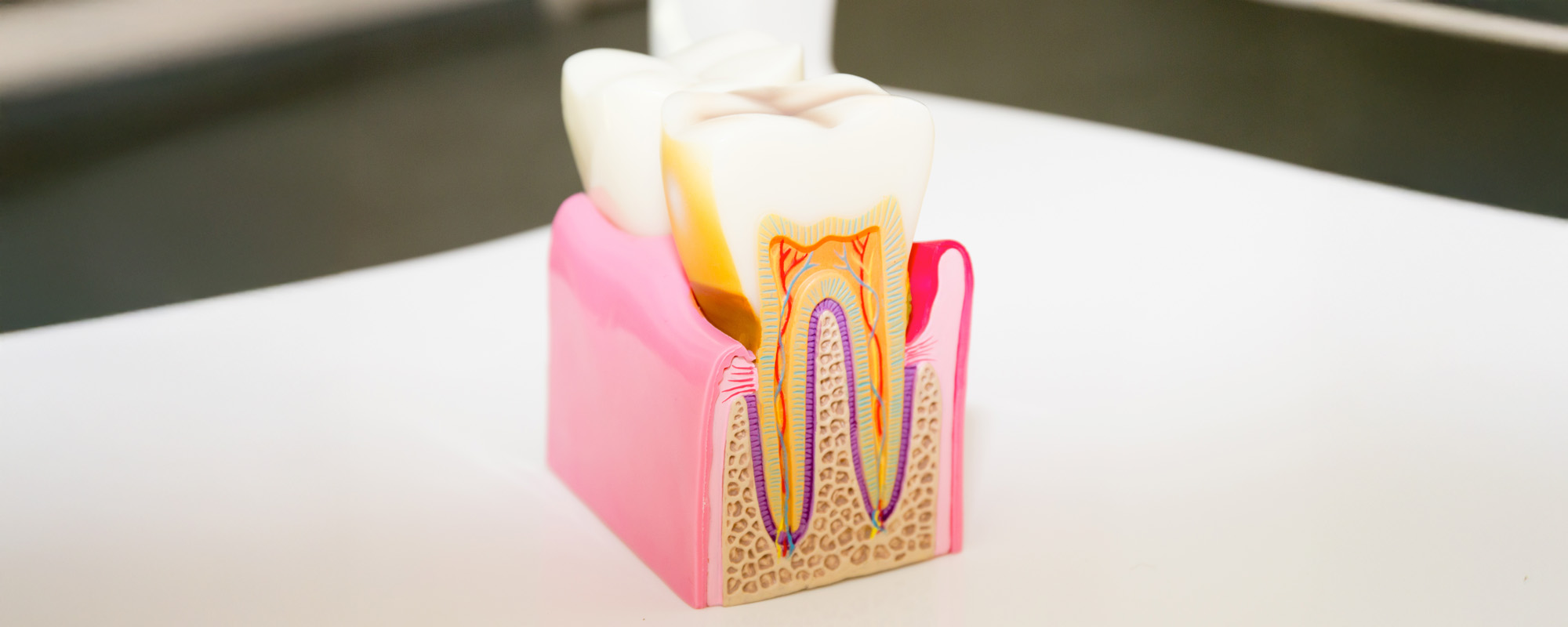 Dental model anatomy of the tooth cross section dentist concept for education in laboratory